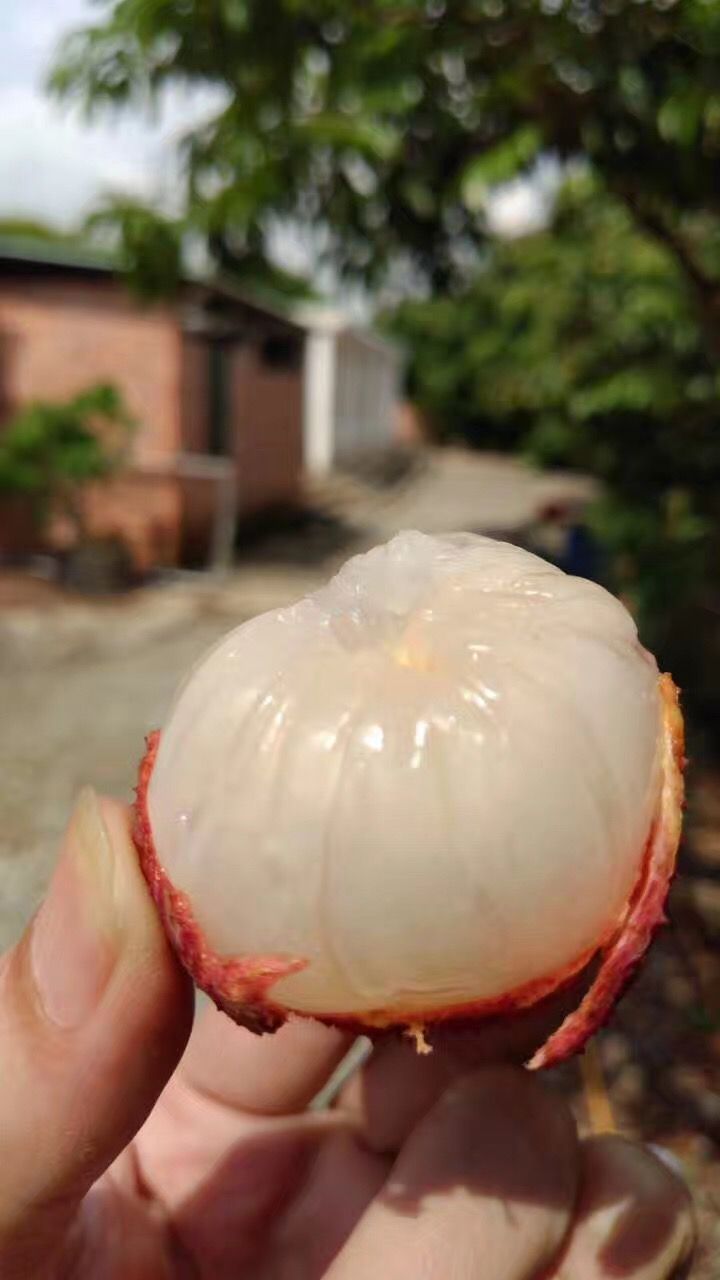 增城荔枝，桂味，糯米糍，挂绿，挂红荔枝