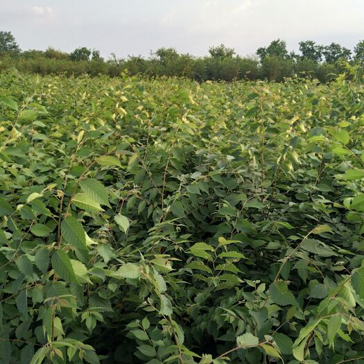 常州红榉批发，价格1元，，那里有红榉小苗，江苏金坛苗木基地