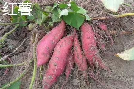 庄河市济薯26号红薯 自家种的地瓜嘎嘎甜，烧烤专用，有干瓤和溪流两种