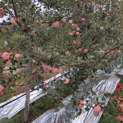 沂水县 富士苹果