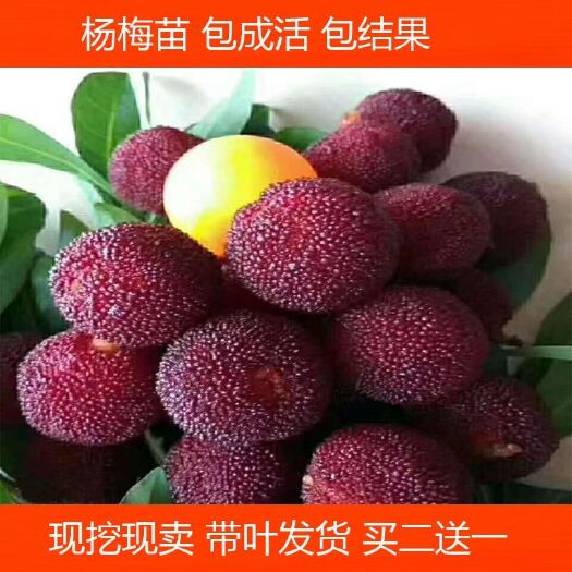 灵山县红杨梅种苗 杨梅子