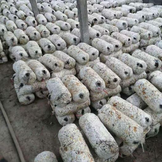 邯郸菌棒（不含菌种）  出菇菌棒