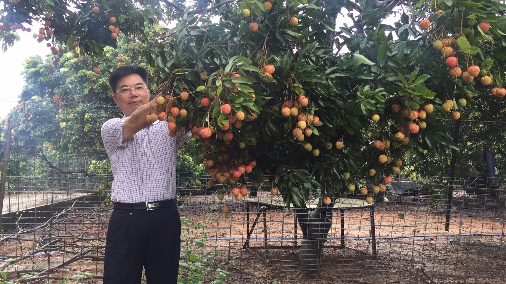  增城荔枝，桂味，糯米糍，挂绿，挂红荔枝