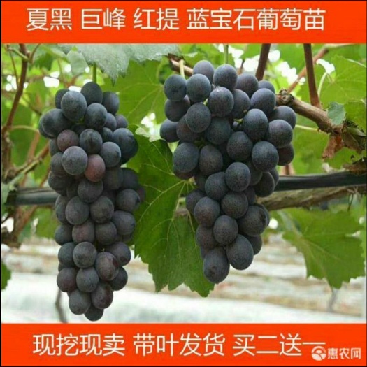 灵山县 甜蜜蓝宝石葡萄苗果树苗葡萄树苗盆栽地栽北方南方种植葡萄树苗