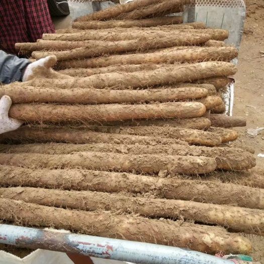 莘县冷藏库租赁 山东省莘县山药基地冷库整体出租，有意者联系