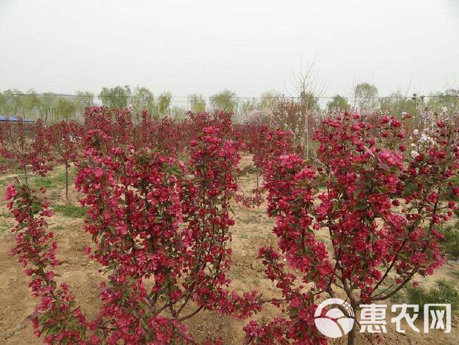  盆栽海棠花  当年开花   全国包邮  保证成活率