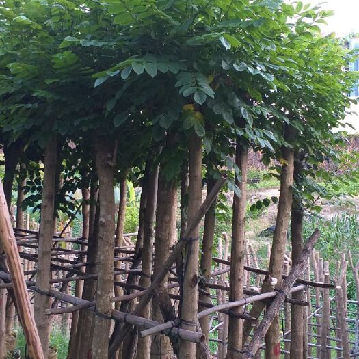 普宁市 火焰木，市政绿化，