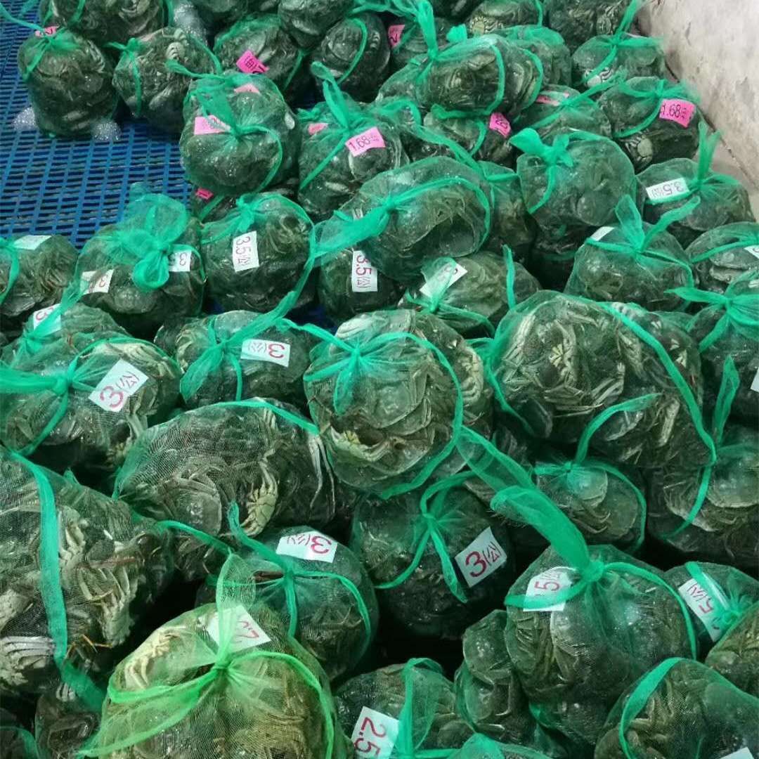  洪湖大闸蟹2两母蟹清水蟹批发红膏大闸蟹河蟹毛蟹鲜活