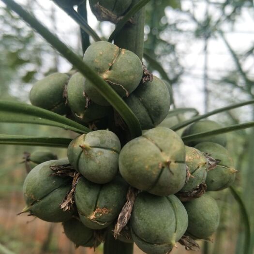 峨山县黄精种苗 家种滇黄精大块茎全芽头出售
