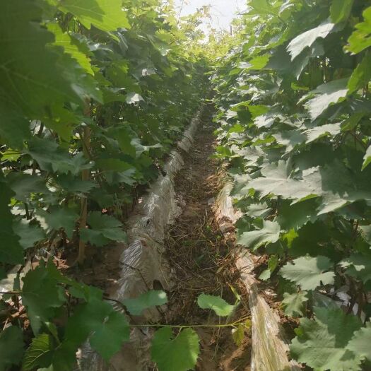 绥中县绍兴一号葡萄苗 绍兴一号