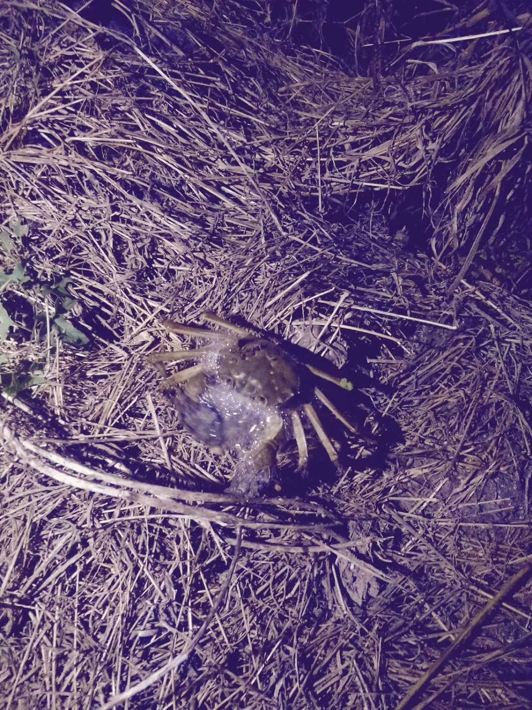  大闸蟹，自家养殖，品质保障