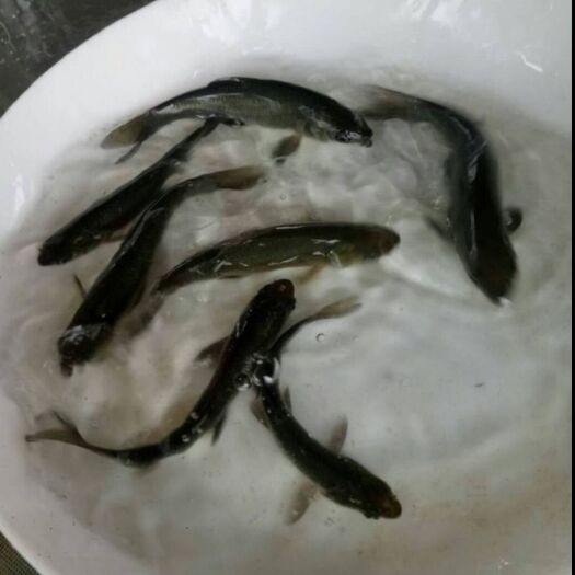 广州青鱼苗 青鱼公分苗大量出售，欢迎新老客户前来咨询选购！