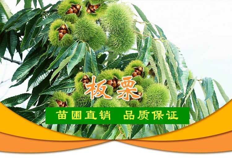  嫁接板栗苗   大红袍板栗苗  成活量高