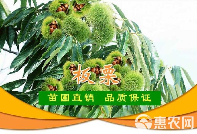  嫁接板栗苗   大红袍板栗苗  成活量高