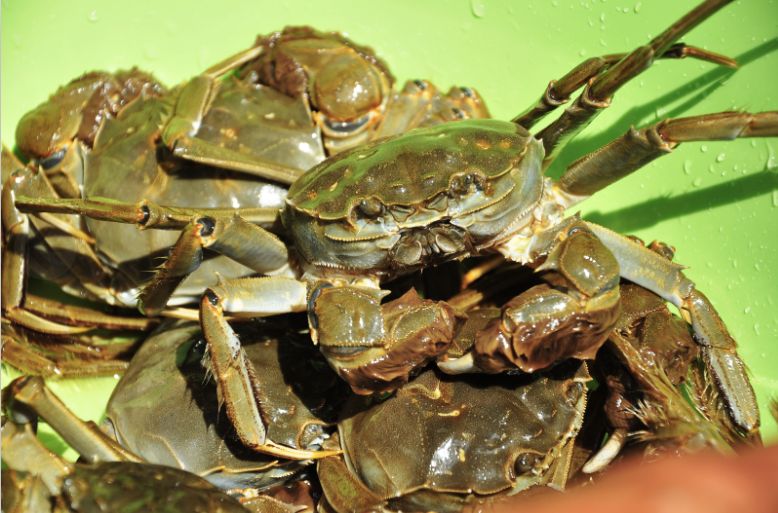  大闸蟹，自家养殖，品质保障