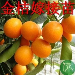 平邑县脆皮金桔苗