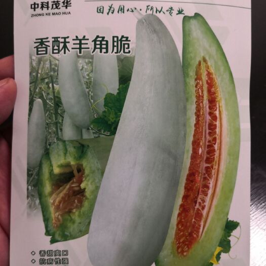 羊角蜜甜瓜种子  香酥羊角脆甜瓜种子，灰白皮绿肉橘瓤，糖度13～16度，抗病高