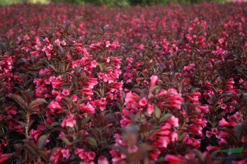 锦带花  紫叶锦带