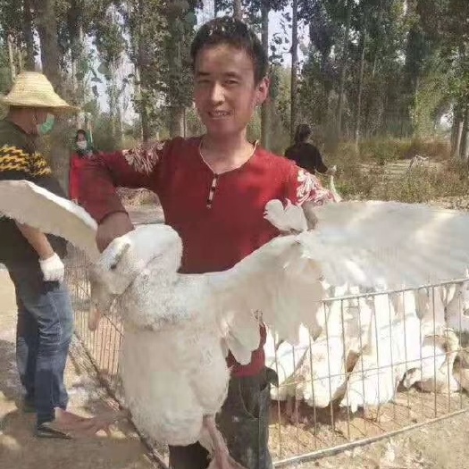 义县 太洲，三花肉食鹅
