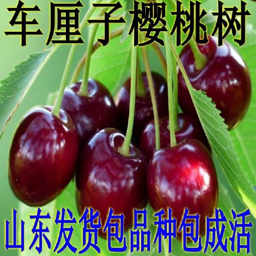 平邑县红灯樱桃苗