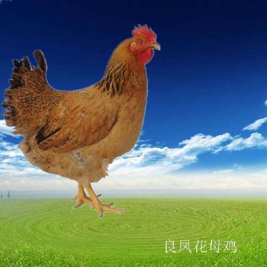 衡阳良凤花鸡苗 快大型鸡苗快大良凤花鸡苗出栏快优质品种