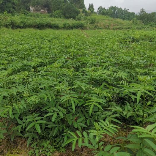 苍溪县青花椒苗 藤椒