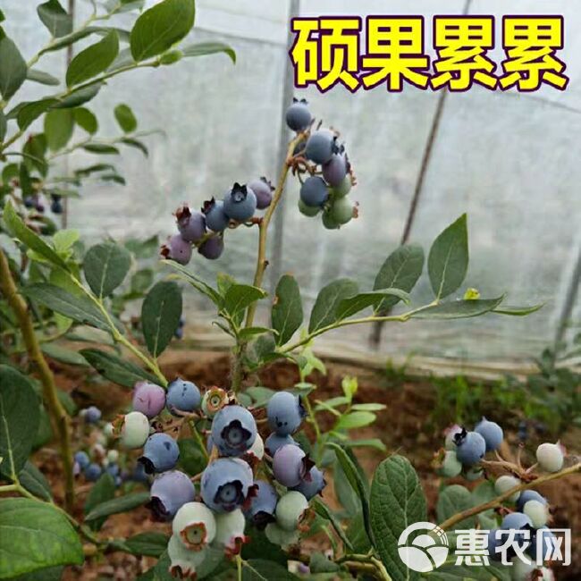 兔眼蓝莓苗 蓝莓带土发货，南北适种， 基地直销