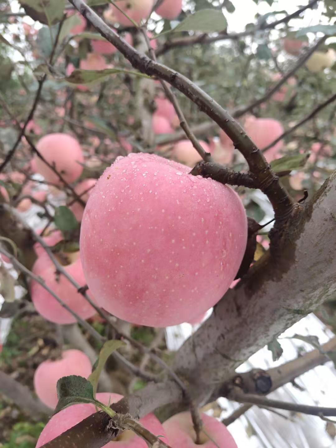  苹果，陕西红富士苹果，脆甜水分足，大量批发，支持一件代发。
