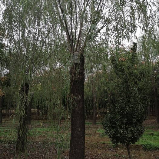 泰安竹柳  柳树，基地大量现货，质量好有要的老板联系我。