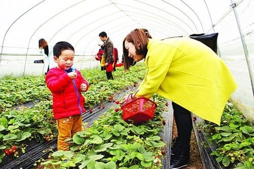 无锡 草莓大棚，8米宽草莓内外套棚，大棚膜水果大棚钢管专用，耐腐蚀