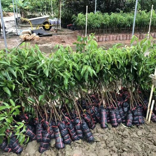 灵山县无核荔枝苗 无核荔枝品种纯正