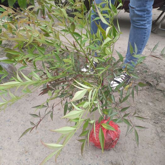 杭州南天竹裸根色块，大杯，毛球，床苗，小苗