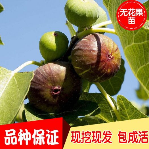 波姬红无花果苗 波姬红无花果，布兰瑞克无花果，青皮无花果基地直销，保鲜发货