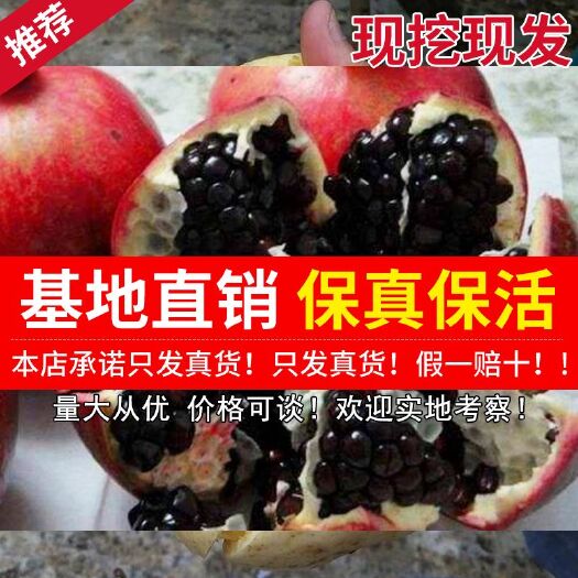 平邑县 墨石榴苗 蒙阳红榴树苗  黑籽甜石榴苗等多种品种包成活  假
