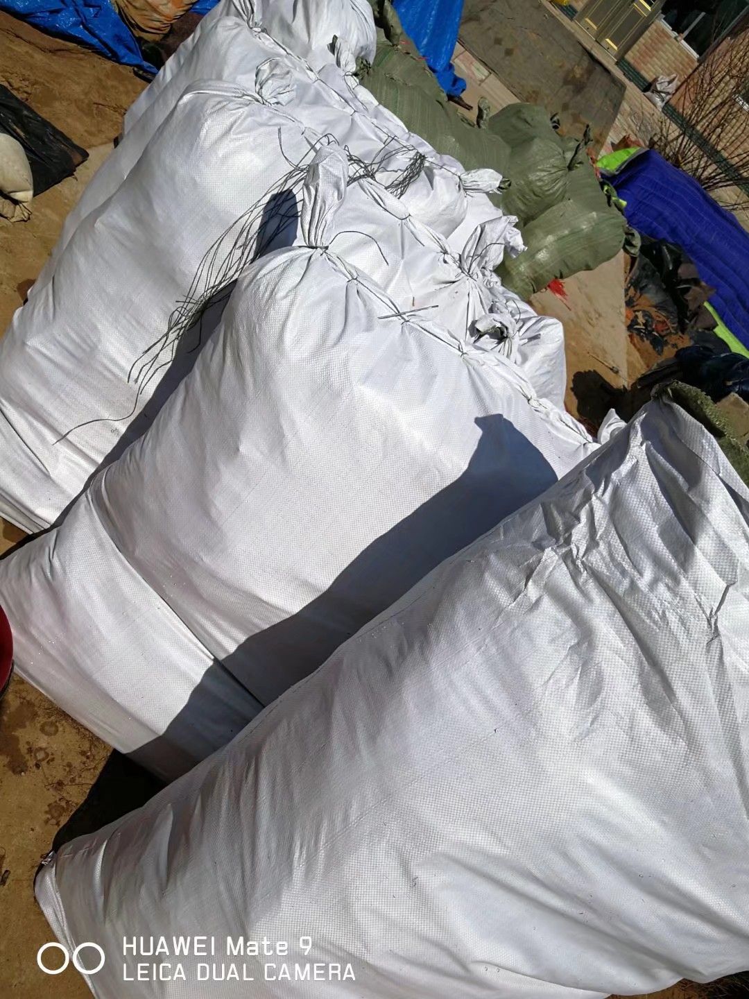 绍兴一号葡萄苗 绍兴一号