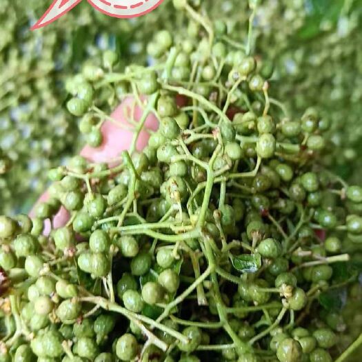淄博 山东本地香花椒