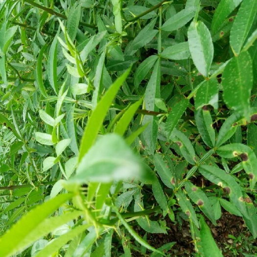 汉源县 花椒苗   青花椒苗，苗木健壮，根须发达，苗圃基地直供，