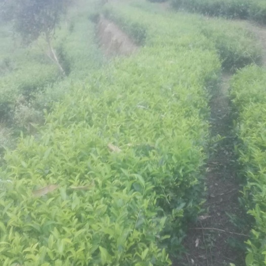 昭平县云雾茶 广西昭平农家自制有机茶