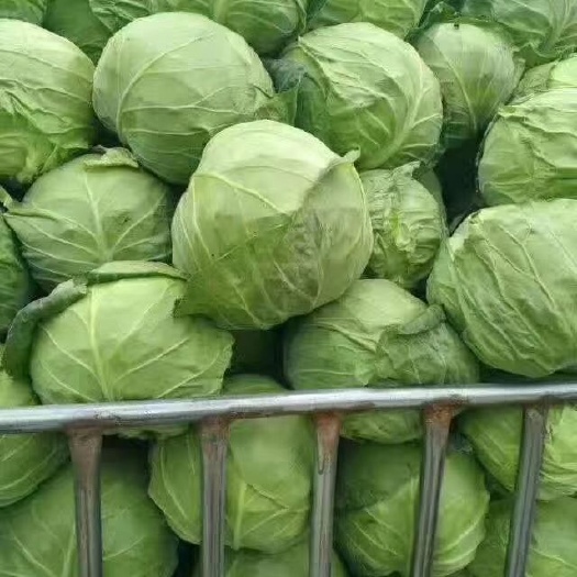 绿包菜 精品基地甘蓝大量上市供应中质量一流