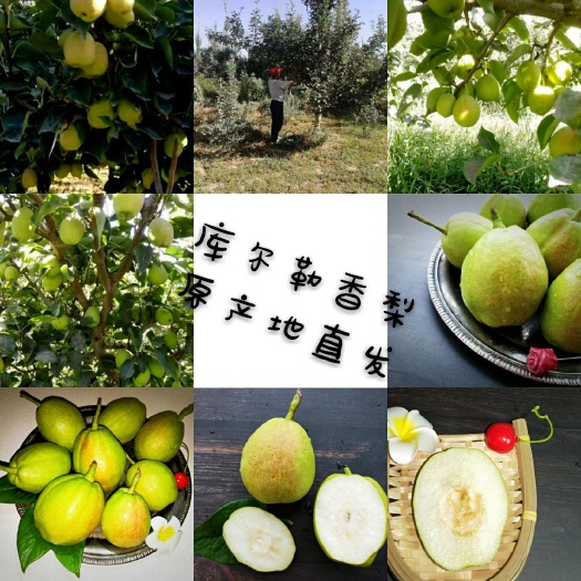 库尔勒市 库尔勒香梨原产地直发产自库尔勒阿瓦提农场，孔雀河水灌溉。