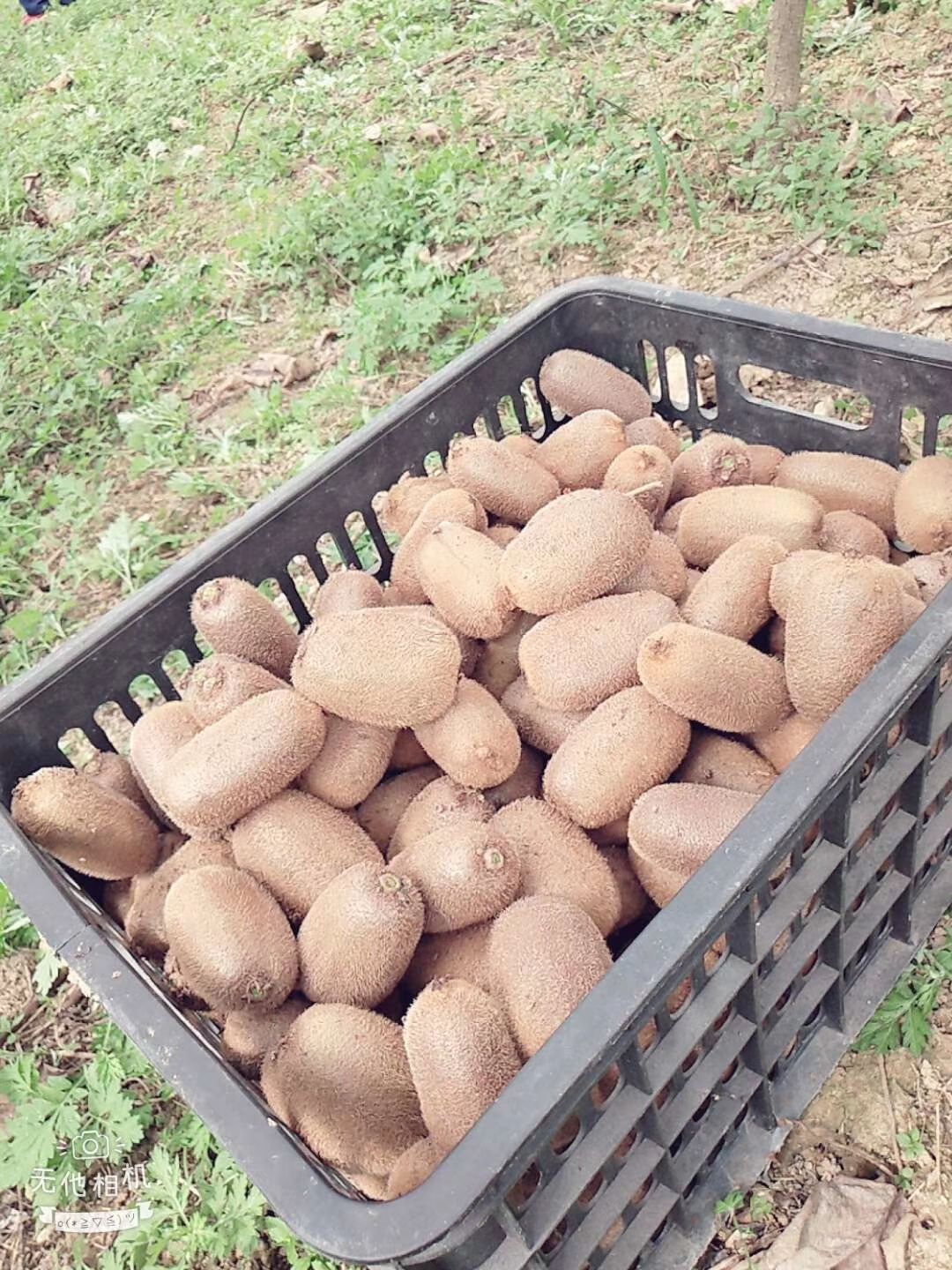  有机贵长猕猴桃，无公害，果果香甜