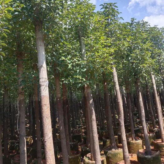 宜良县樟树苗 米径九公分香樟袋苗