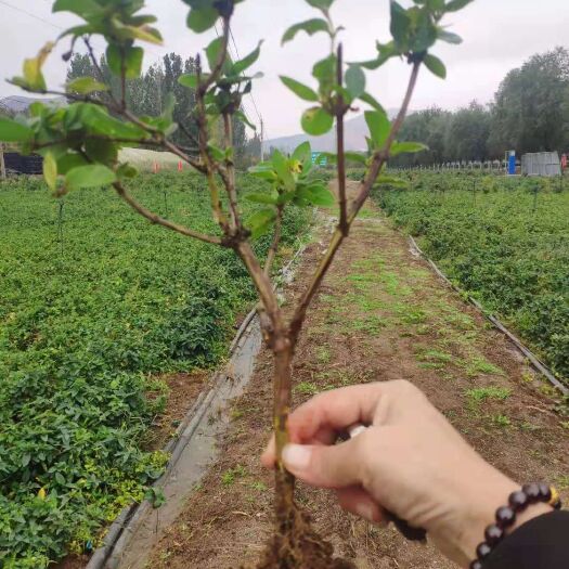 平邑县 正品金银花苗木，花量大，产量高保证成活率