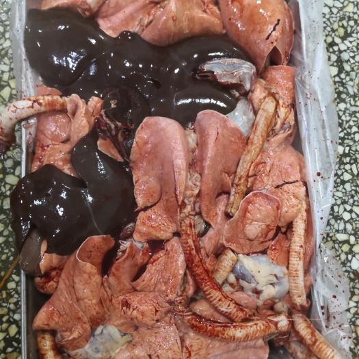 羔羊 羊心肝肺一体  羊汤馆，羊杂馆，一件起发！
