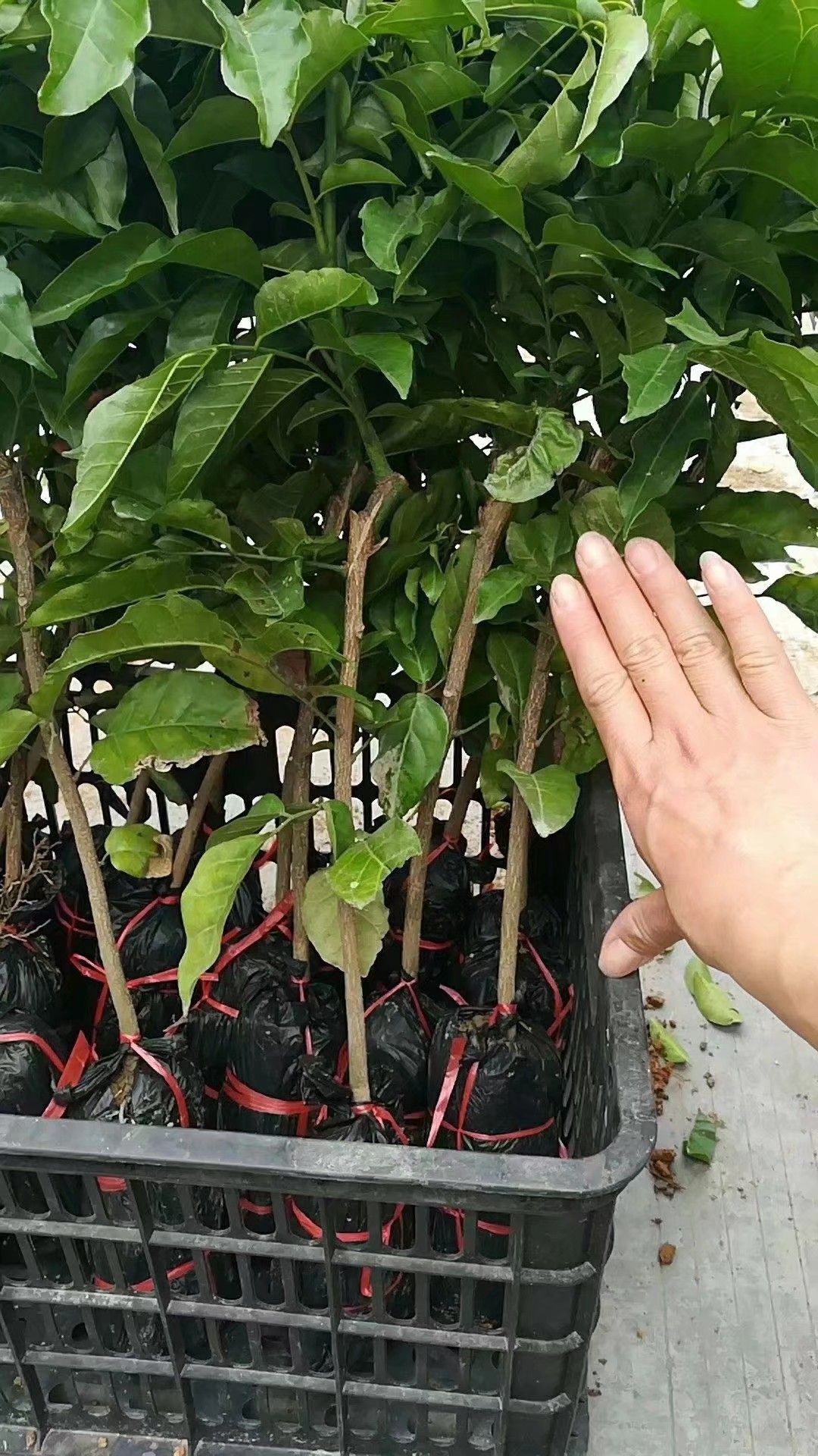 黑黄皮果苗 黑黄皮苗纯正品种