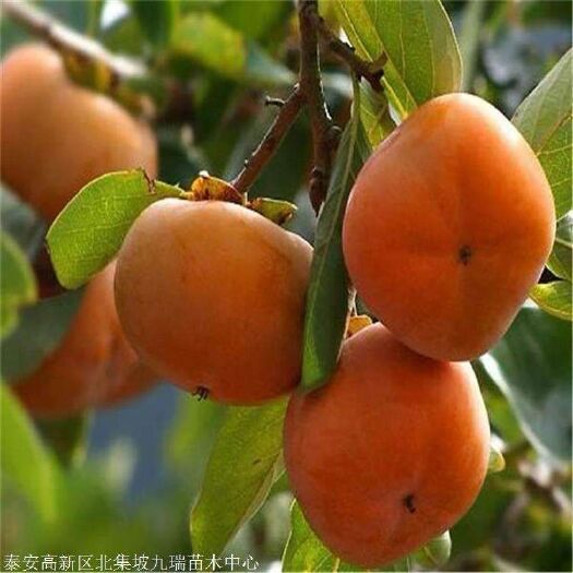 平邑县磨盘柿苗 主营磨盘柿子牛心柿子嫁接苗适合南方种植