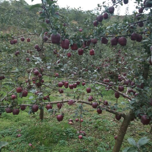 天水天水花牛苹果 70mm以上 全红 光果 花牛苹果