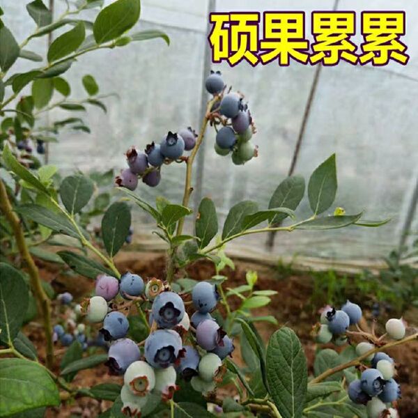 兔眼蓝莓苗 蓝莓带土发货，南北适种， 基地直销