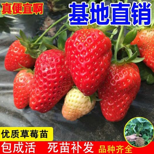 平邑县优质草莓苗盆栽地栽南北适种（四季草莓，奶油莓，妙香，红颜，
