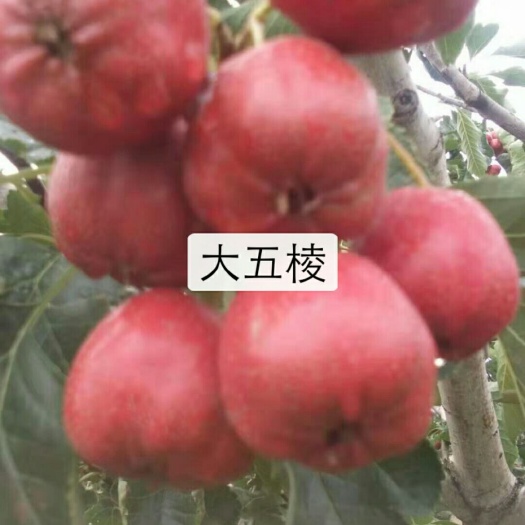 绛县大金星山楂 20 - 25克